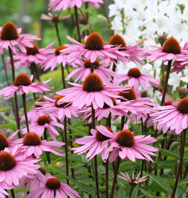 PURPLE CONEFLOWER ECHINACEA