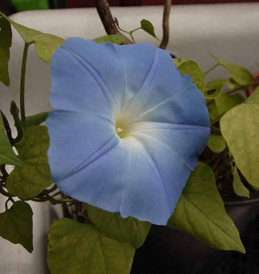 HEAVENLY BLUE MORNING GLORY