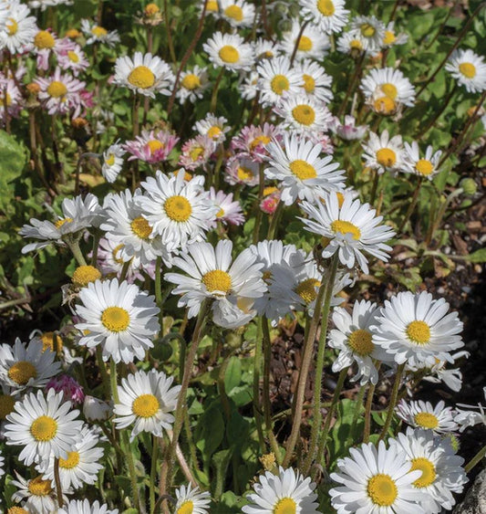 ENGLISH DAISY BELLS