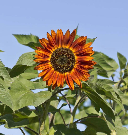 VELVET QUEEN SUNFLOWER