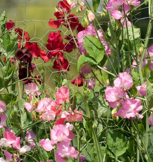 ROYAL FAMILY BLEND SWEET PEAS