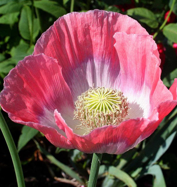 GIGANTHEMUM