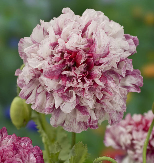 FLEMISH ANTIQUE PEONY
