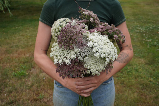 PURPLE KISSES DAUCUS
