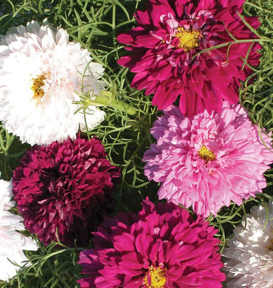 DOUBLE CLICK MIX COSMOS