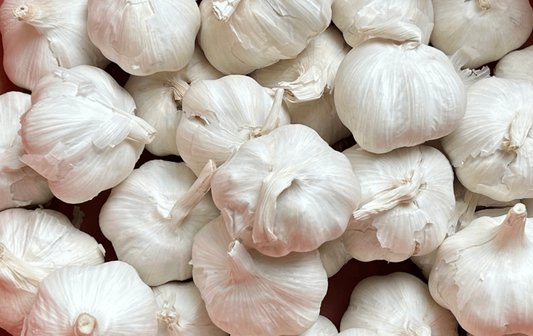 GARLIC SEED BULBS