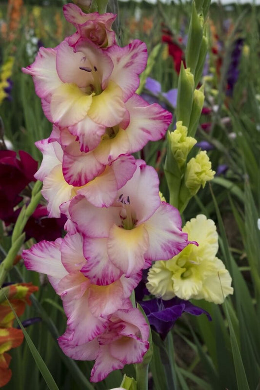 GLADIOLUS BULBS