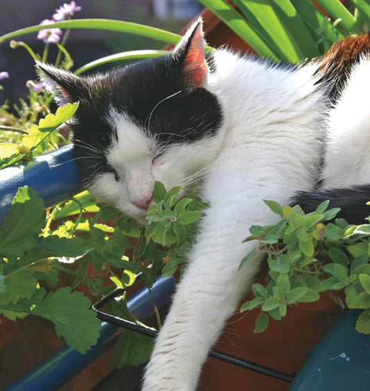 NEPETA CATARIA CATNIP