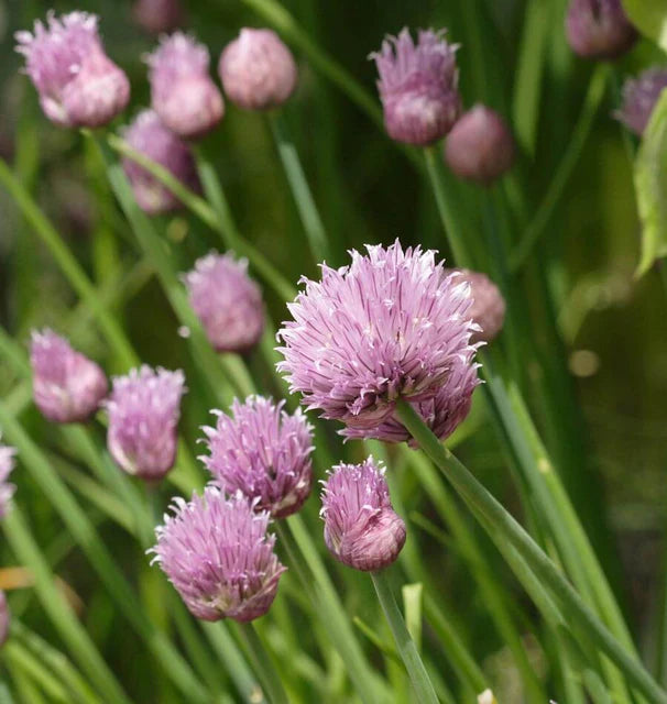 CHIVES ALLIUM SCHOENOPRASUM