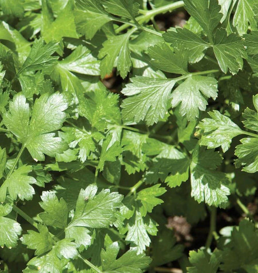 SANTO LONG STANDING CILANTRO