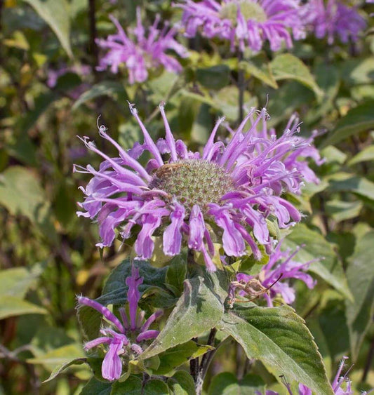 WILD BERGAMOT