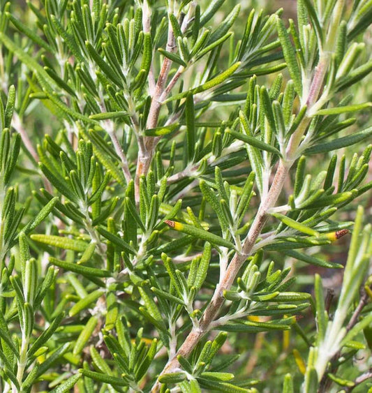 ROSMARINUS ROSEMARY