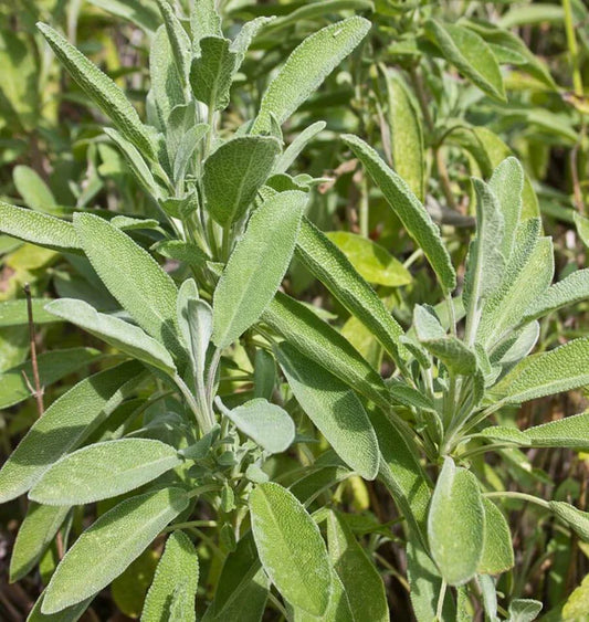CERES SAGE ORGANIC
