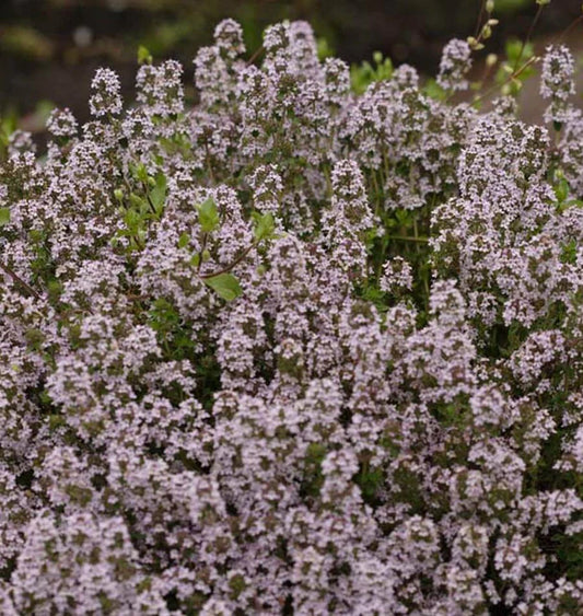 ENGLISH THYME