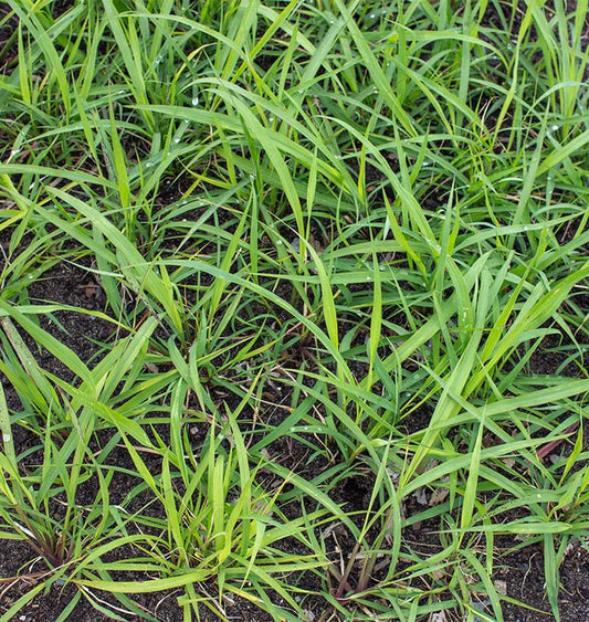 LEMONGRASS CYMBOPOGON CITRATUS