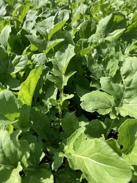 ASTRO ARUGULA