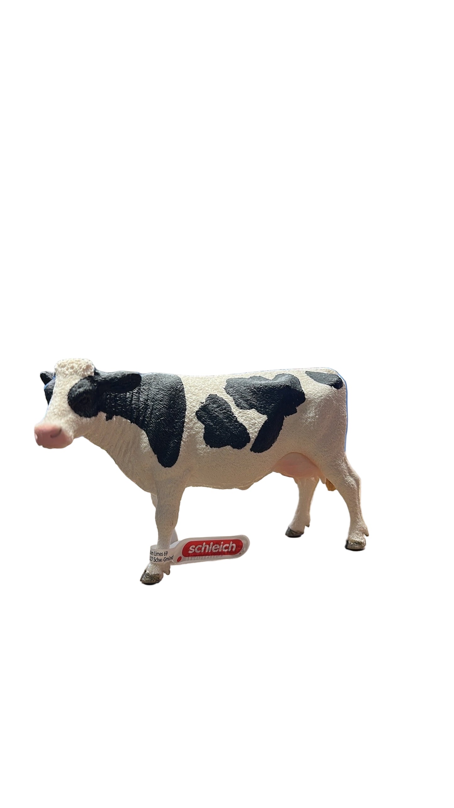 HOLSTEIN COW