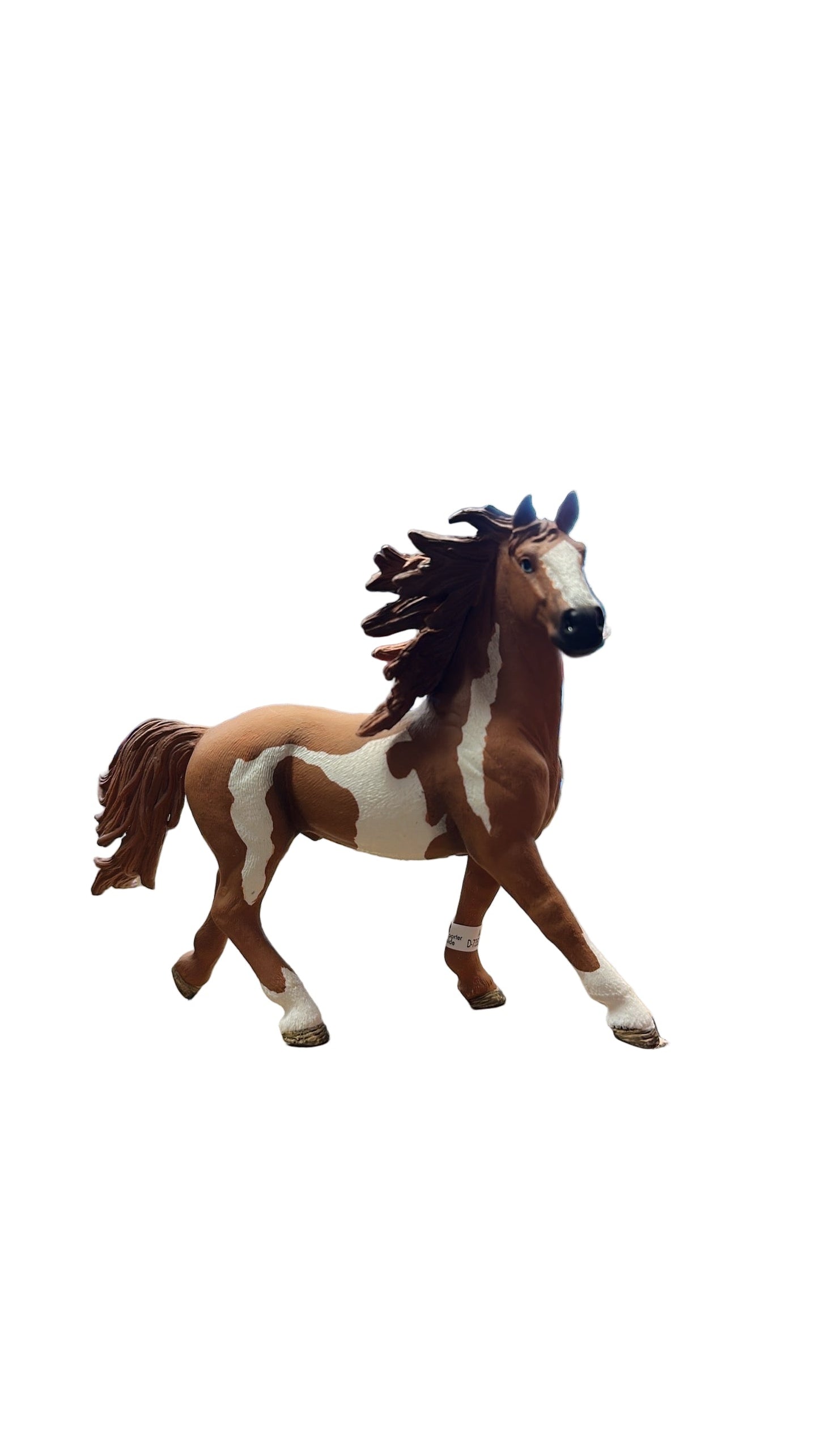 PINTO STALLION