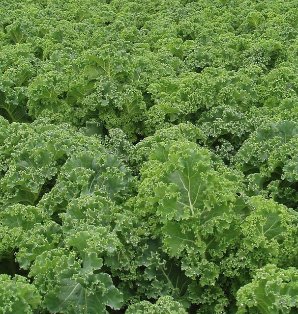 STARBOR KALE