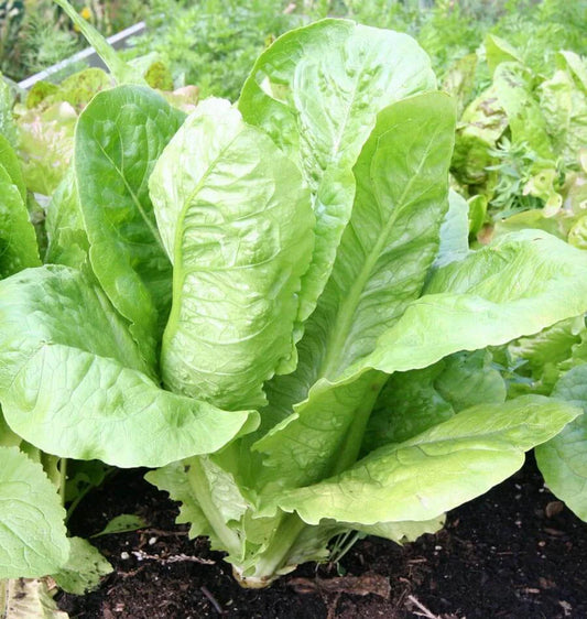PARRIS ISLAND LETTUCE