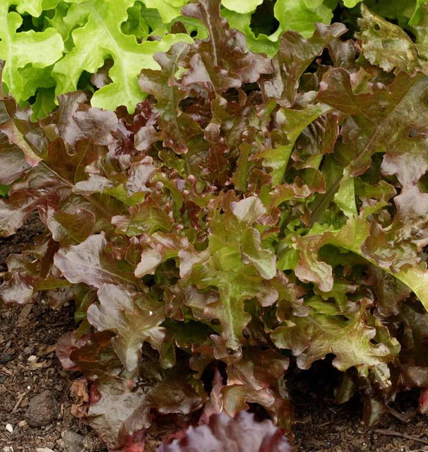 RED SALAD BOWL LETTUCE