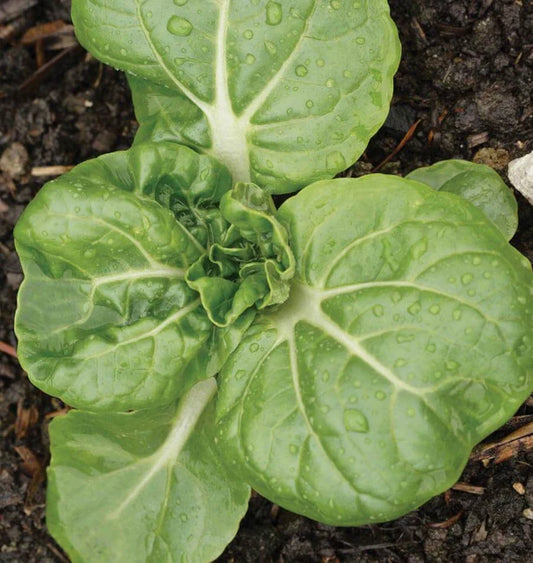 TOY CHOI BOK CHOI