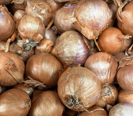 MULTIPLIER ONIONS