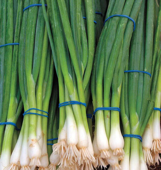 RAMROD ONIONS
