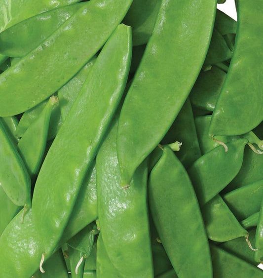 OREGON SUGAR POD II SNOW PEAS