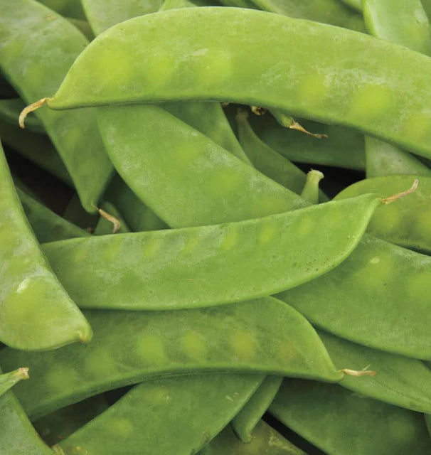 MAMMOTH MELTING SUGAR - SNOW PEAS