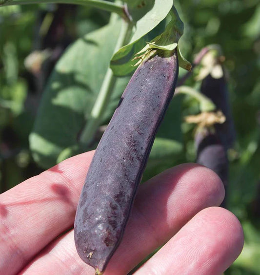 PURPLE MIST SNOW PEAS