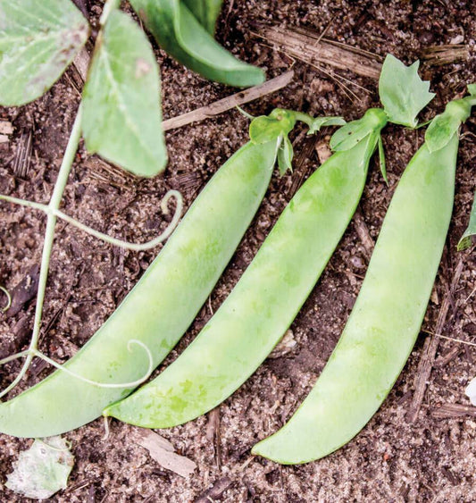 SABRE SHELLING PEAS