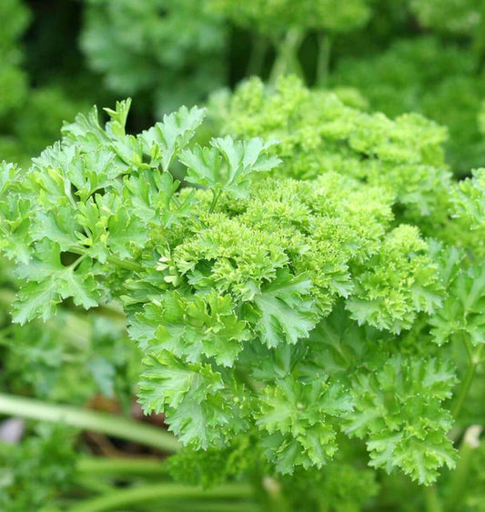FOREST GREEN PARSLEY