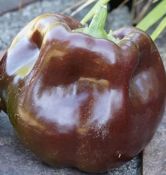 CHOCOLATE BEAUTY PEPPERS