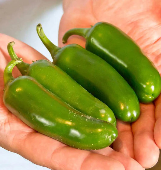 JALAPENO M PEPPER HOT