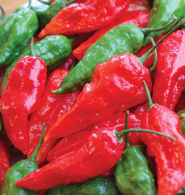 GHOST CHILI PEPPERS