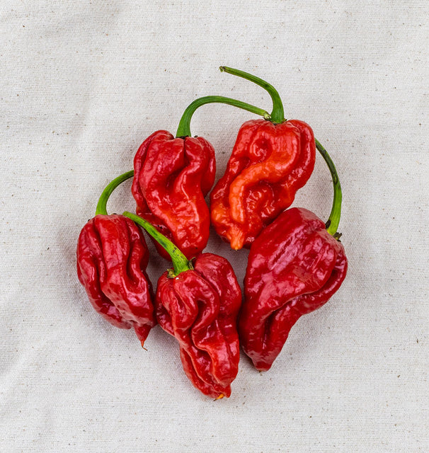 TRINIDAD MORUGA SCORPION PEPPERS