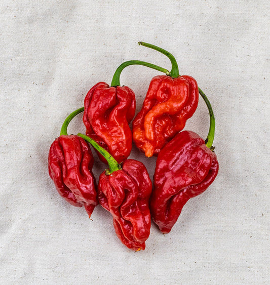 TRINIDAD MORUGA SCORPION PEPPERS