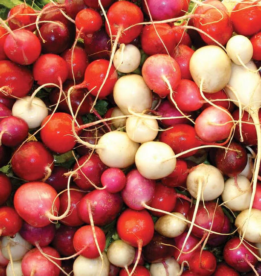 EASTER EGG II RADISHES