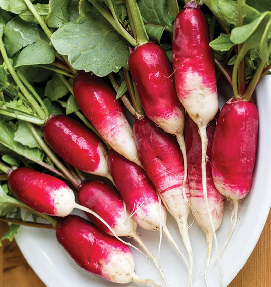 FRENCH BREAKFAST RADISHES