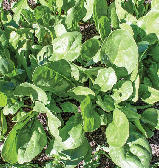 YUKON F1 SPINACH