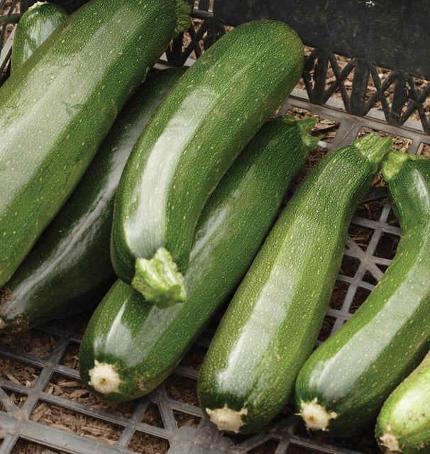 BLACK BEAUTY SQUASH SUMMER