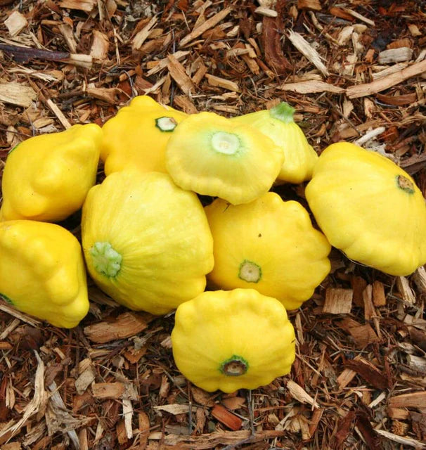 SUNBURST SQUASH