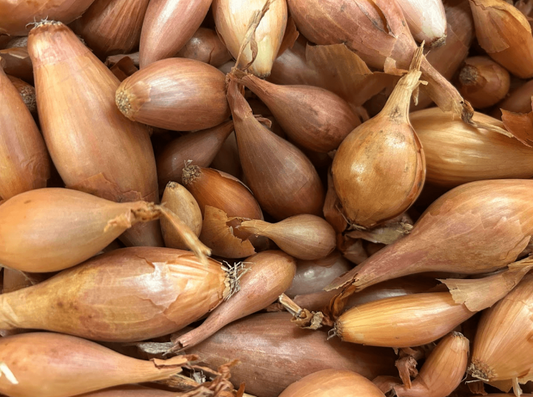 SHALLOT BULBS