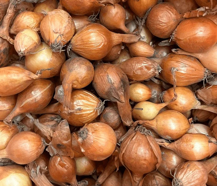 SPANISH ONION BULBS