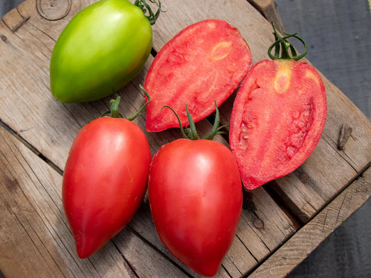 RUGBY ROMA TOMATOES