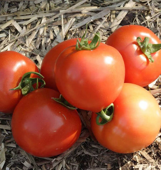 EARLY GIRL F1 TOMATOES