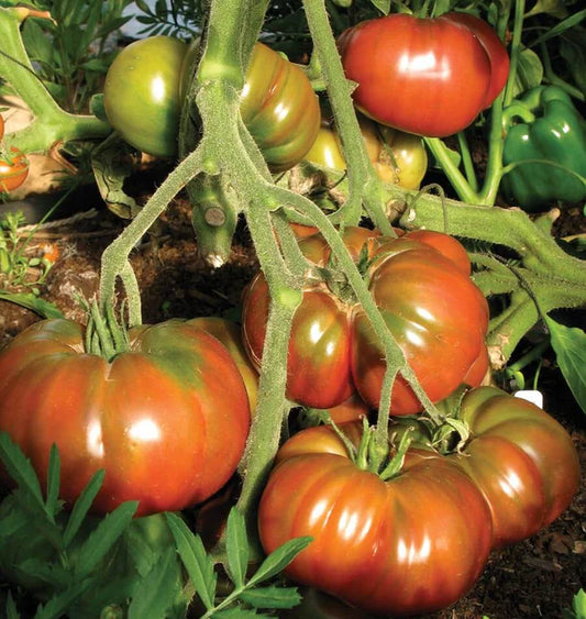 BLACK KRIM TOMATOES ORGANIC