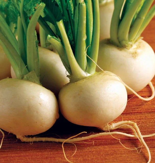 HAKUREI TURNIPS
