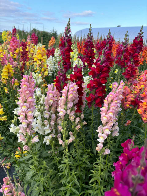 RAINBOW MIX